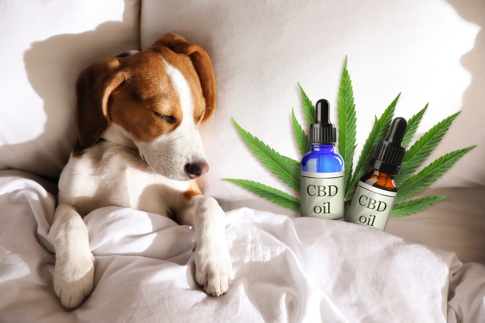 Why Should CBD For Your Dog Be On Your Radar