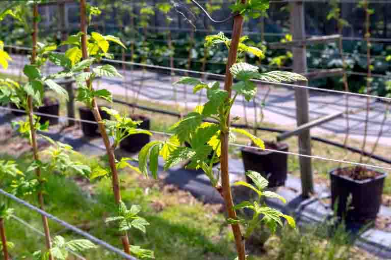 Soil Fertility