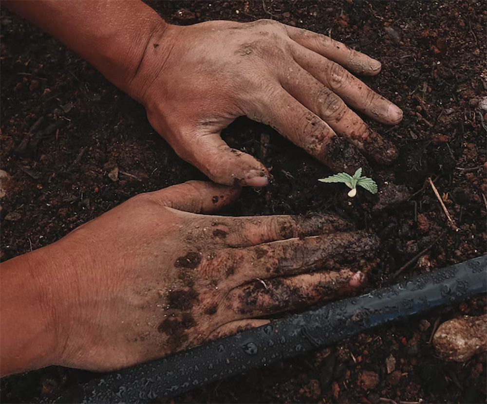 The Impact of Genetics on High-Yielding Cannabis Seeds