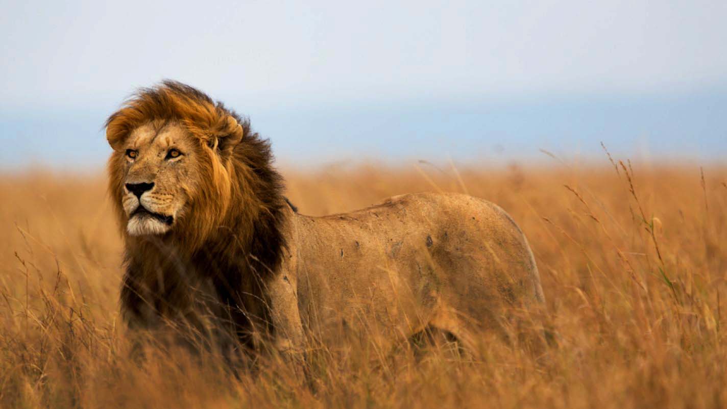 10 Interesting facts about lion